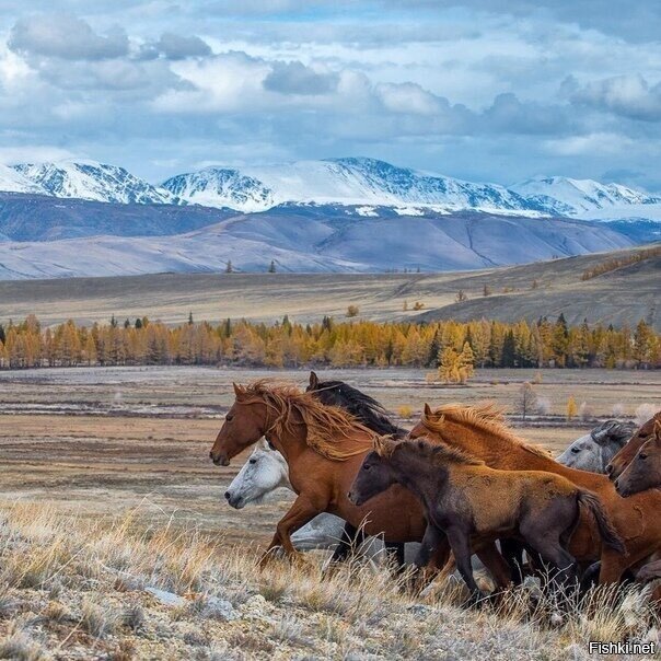Горный Алтай