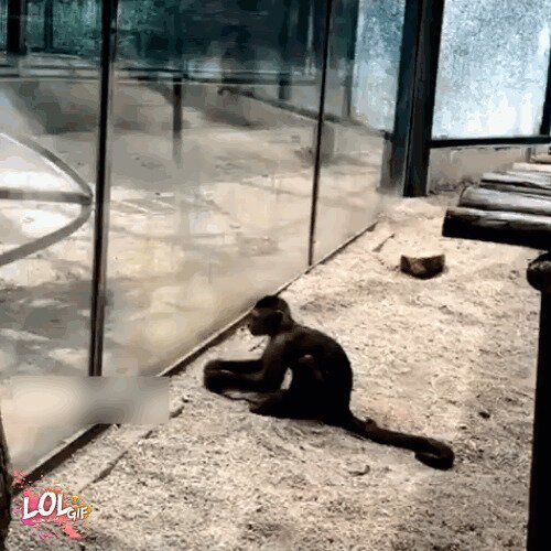 А если бы палку дали