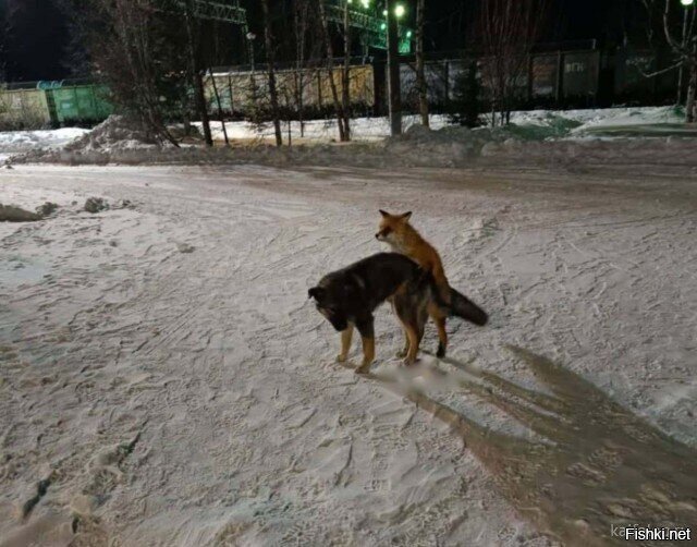 Собалис, начало