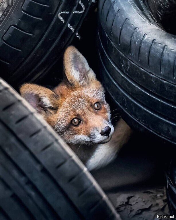 - Хозяин, зимняя кончилась