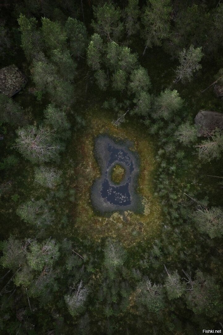 Лесное ожерелье болотца в Ленобласти и узоры Ловозерских тундр на Кольском