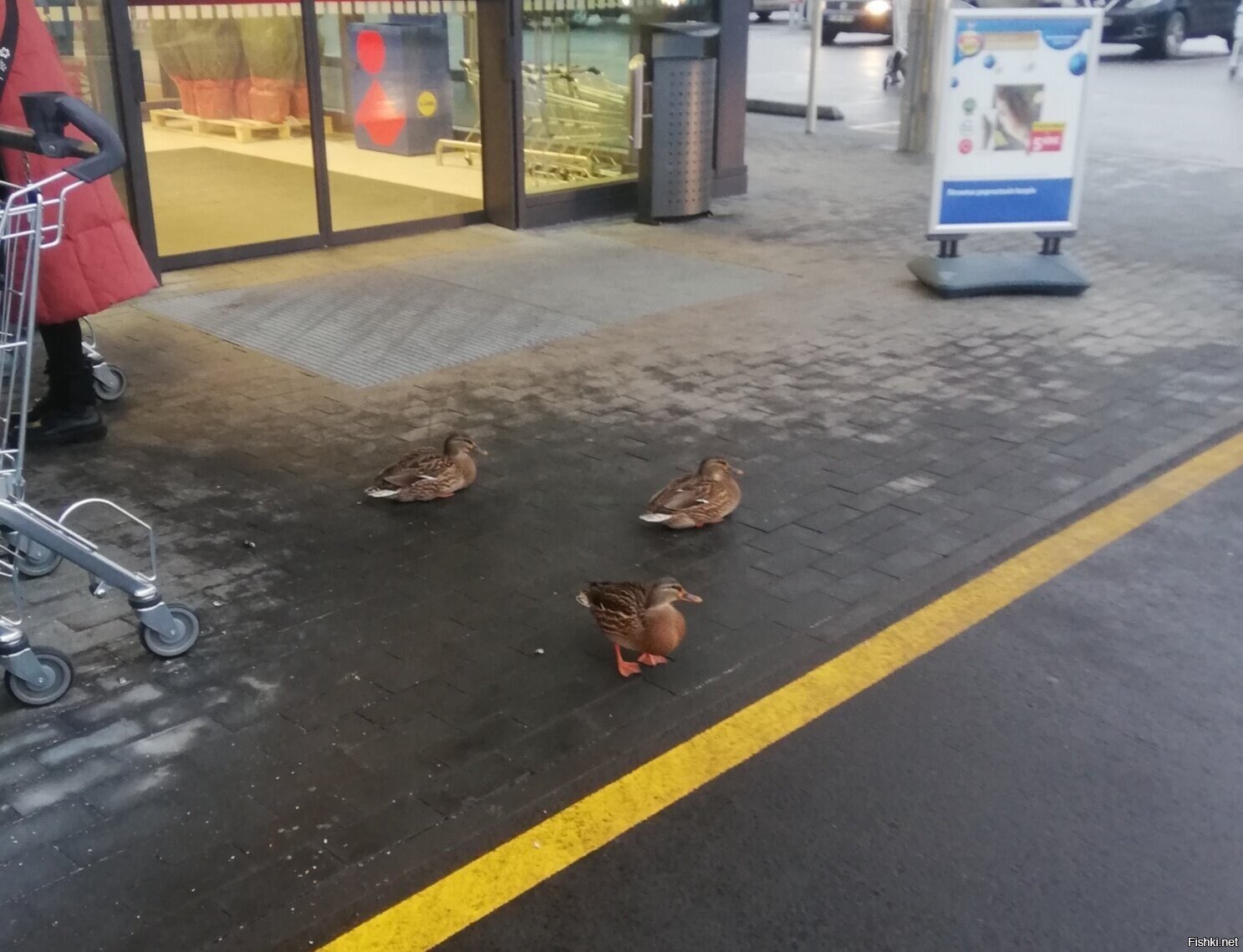 Вот такие попрошайки возле магазина