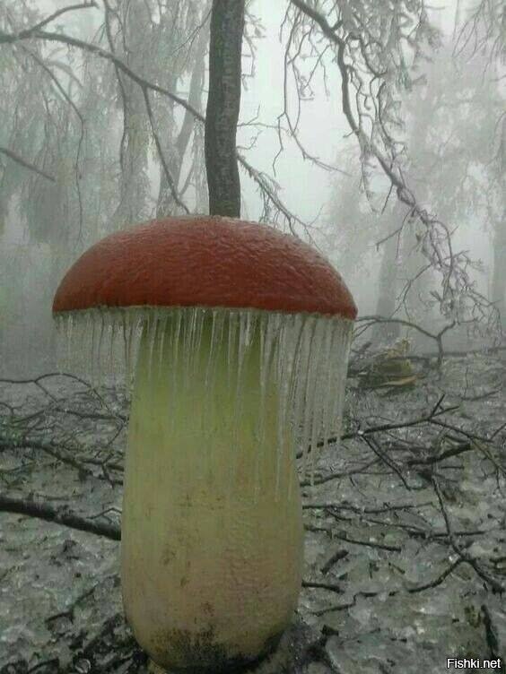 Внезапный мороз