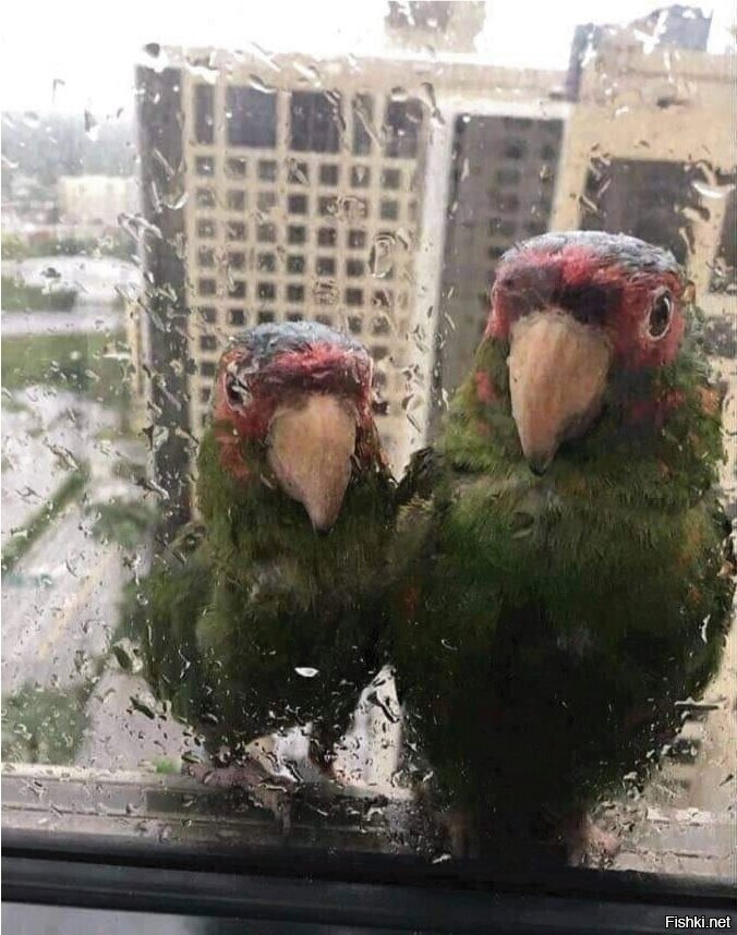 - Сань, пусти