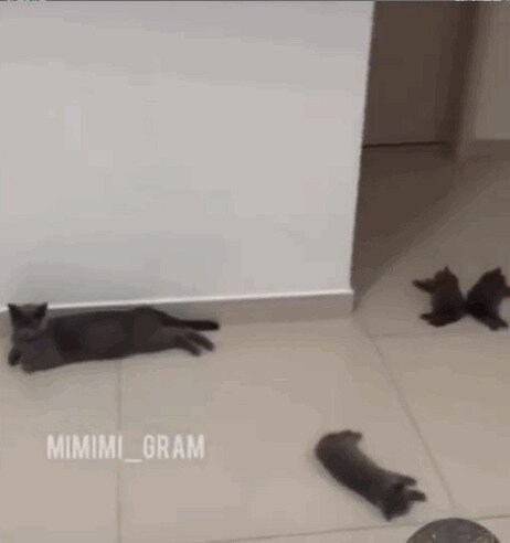 Оттыгыдымкались