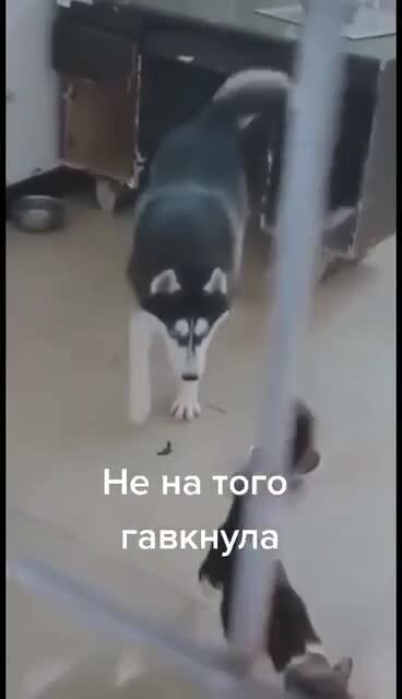 Ошибка Барсика))