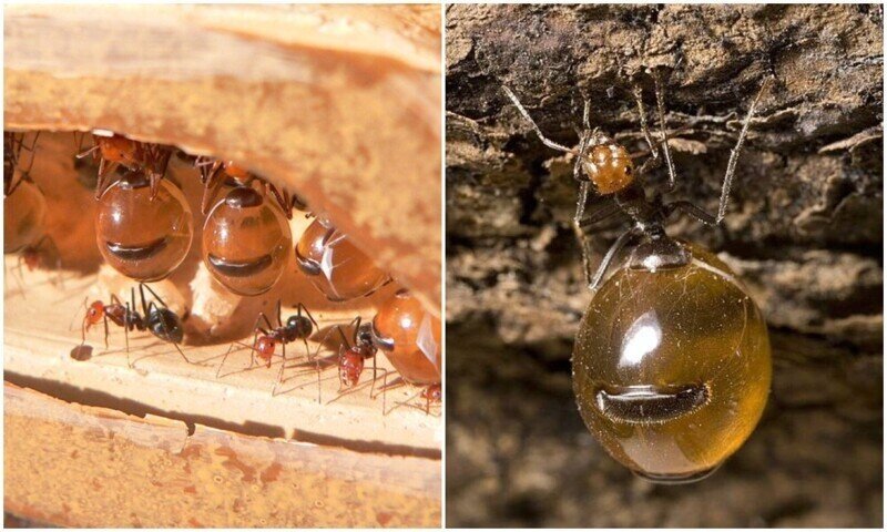 Медовые муравьи - труженики, производящие мёд