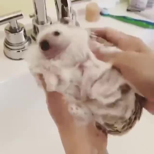 Довольный ёжик)