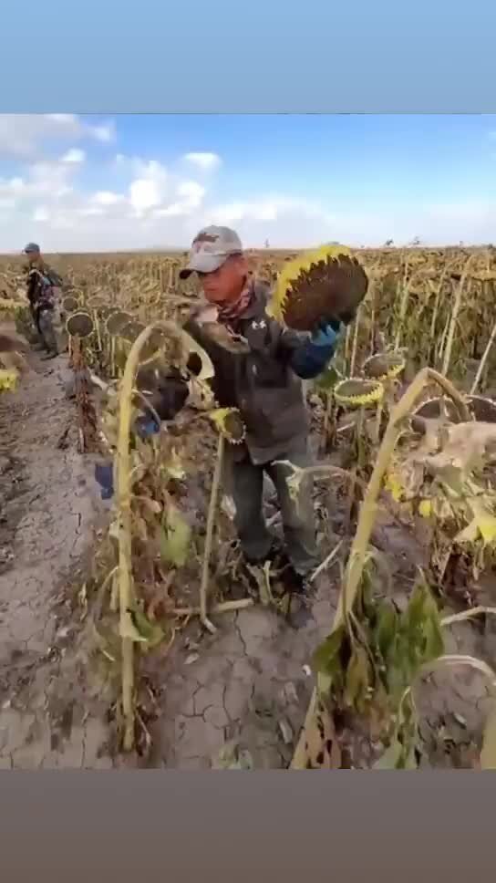 Автоматизм