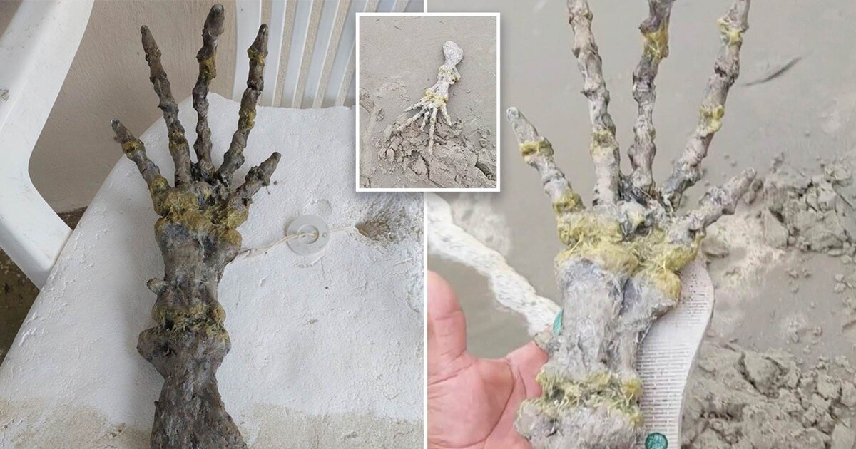 Пара нашла на бразильском пляже руку «инопланетянина»