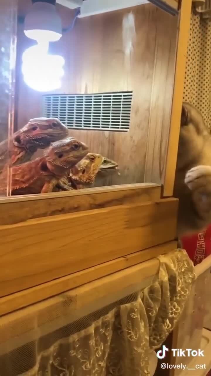 непонятки с яшерками)