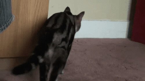 Мама пришла с родительского собрания