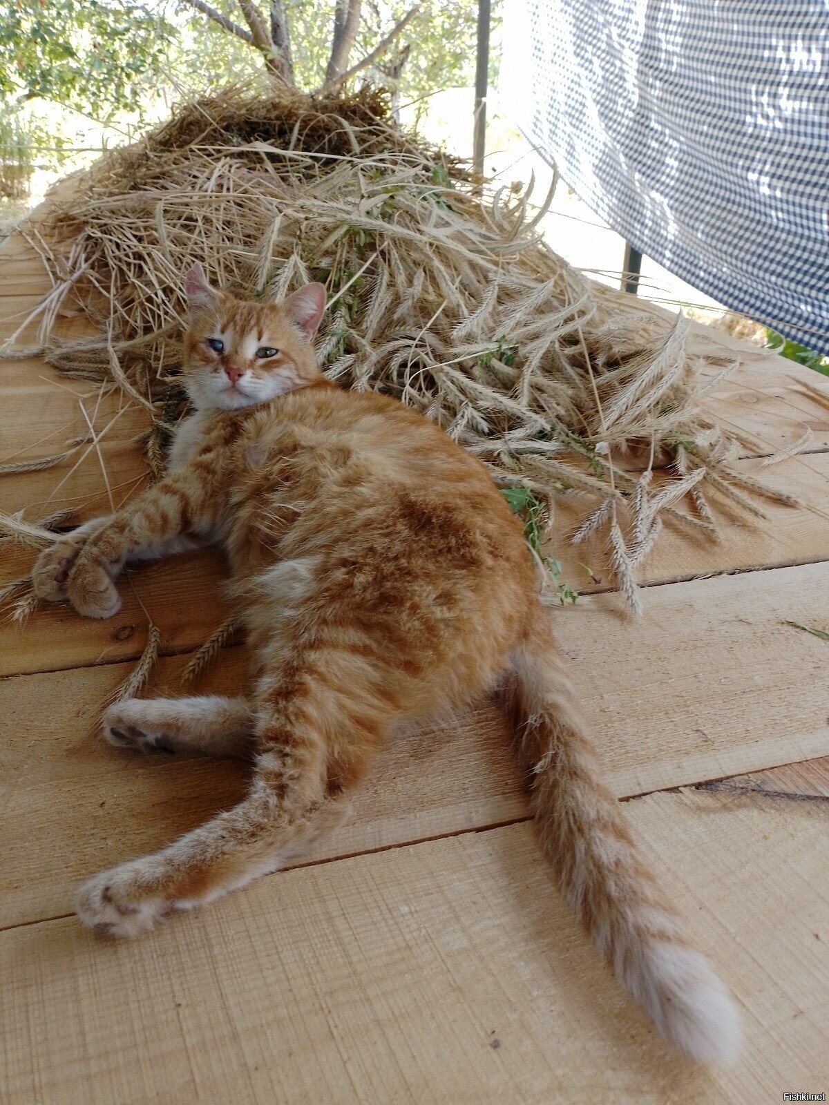 Мой кот и рожь