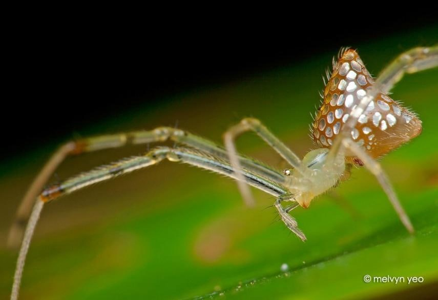 Зеркальный паук: Крохотный паук превратил своё тело в зеркальный витраж. Как он это сделал? И зачем ему это нужно?