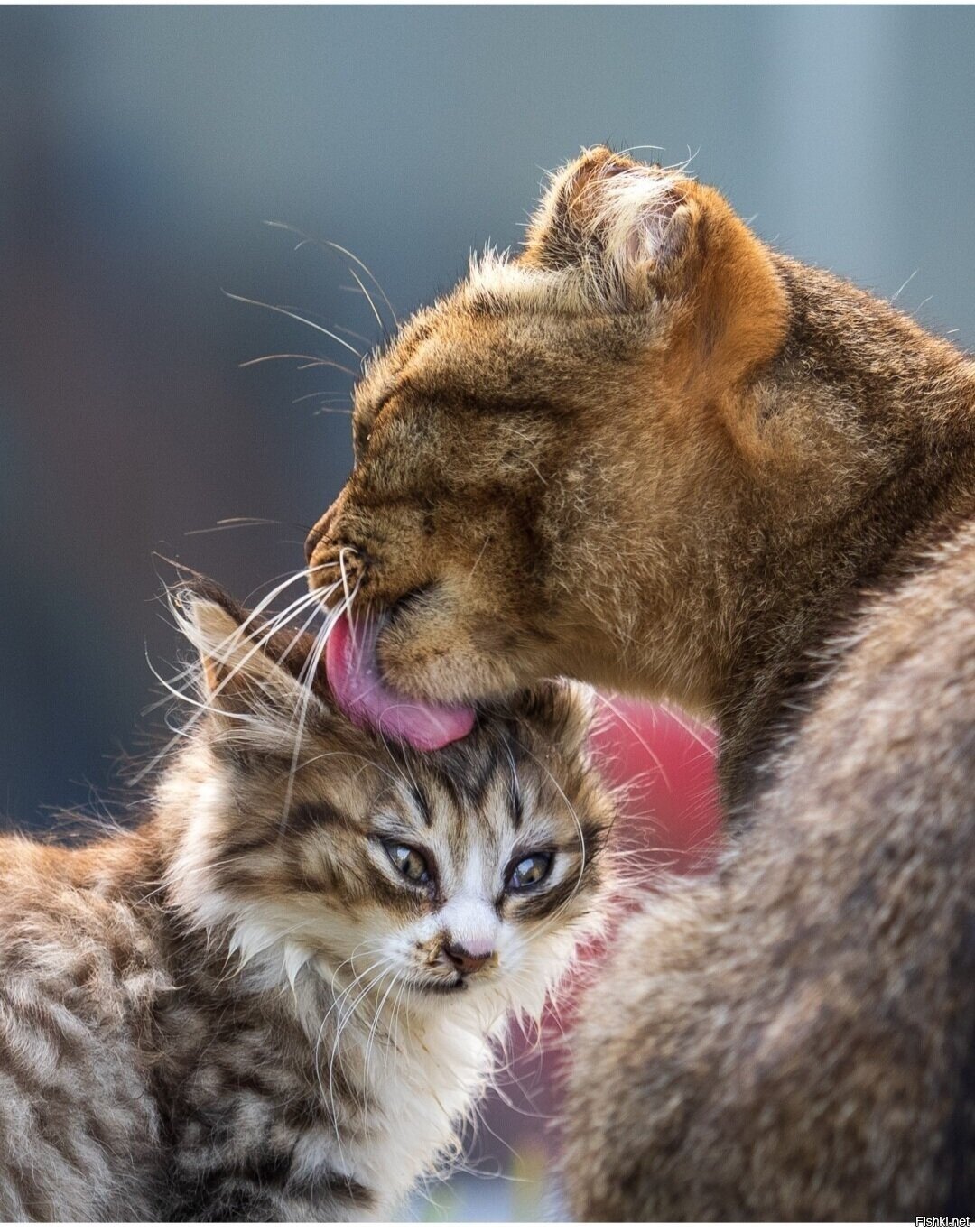 Доброе утро