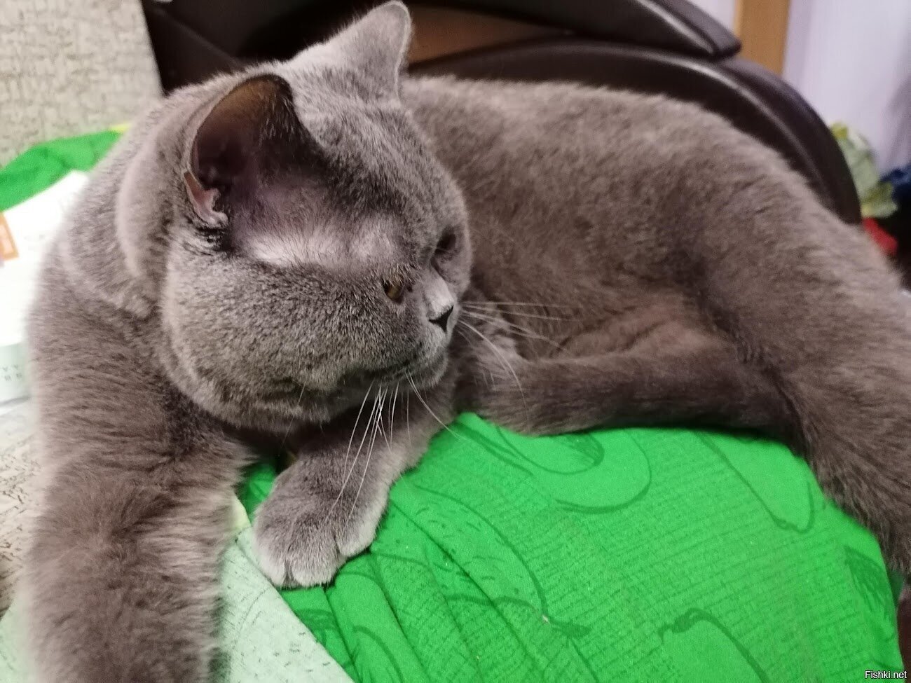 Сестра у жены надолго уехала, отдала кота, три дня жил за диваном