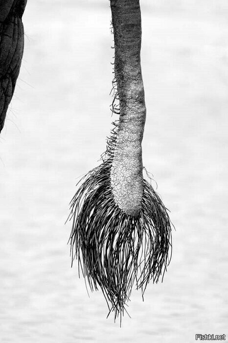 это хвост слона