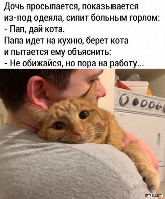 В понедельник даже коты работают