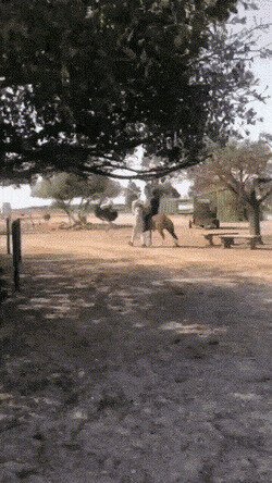 местные разборки