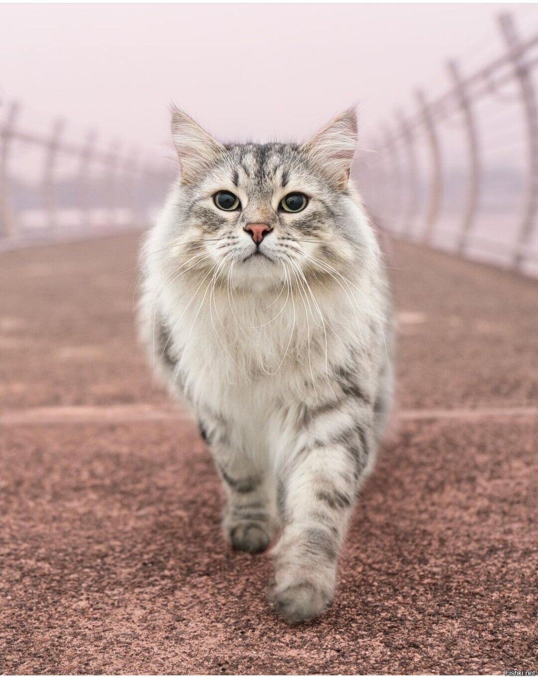 Доброе утро