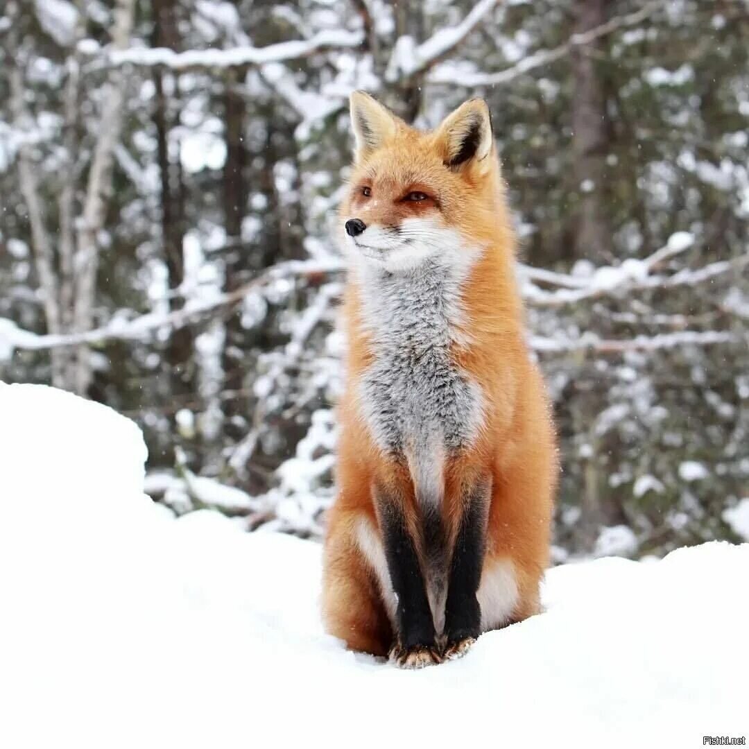 29 ноября, Матвеев день (На Матвея зима потеет, а земля преет)