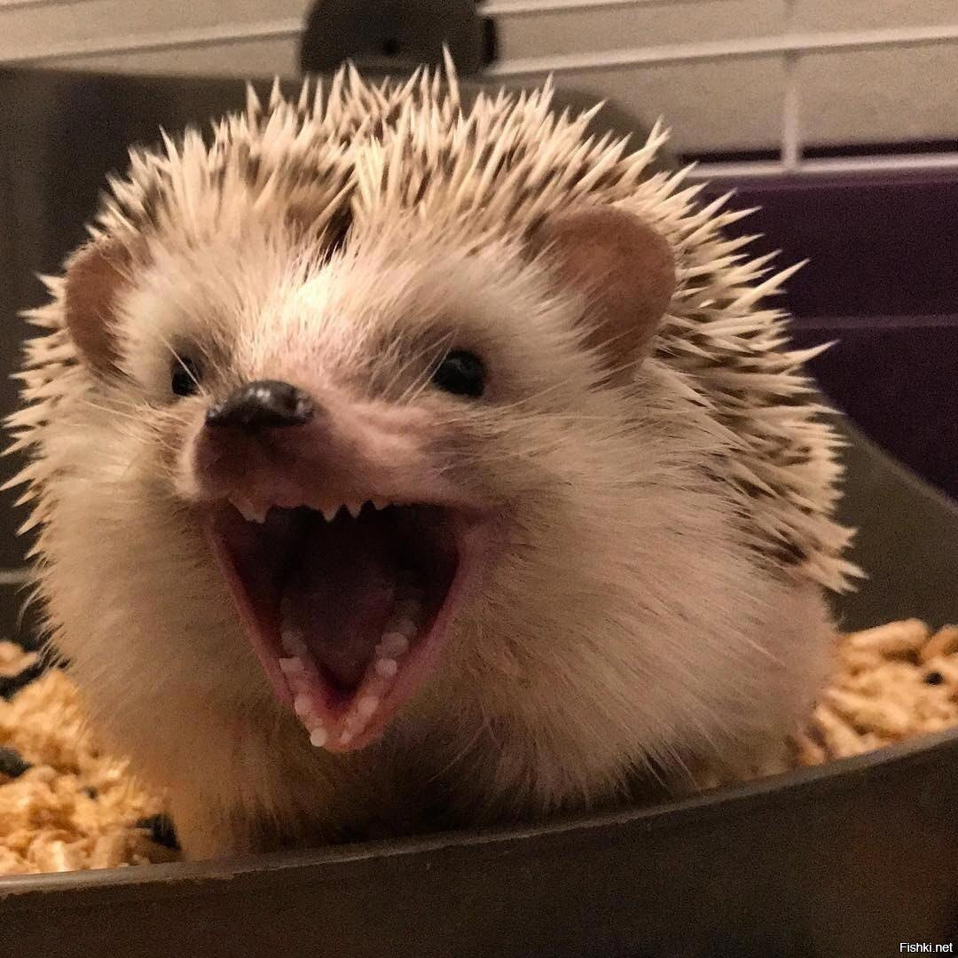 А вы знаете, что сегодня день рождения буквы Ё