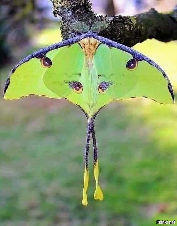 Luna моль ( сатурния луна ) является Неарктической молью в семье Saturniidae ...