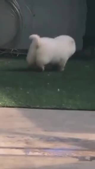 КОГДА В ДУШЕ ТЫ БЕЛЫЙ КОНЬ РОССИНАНТ