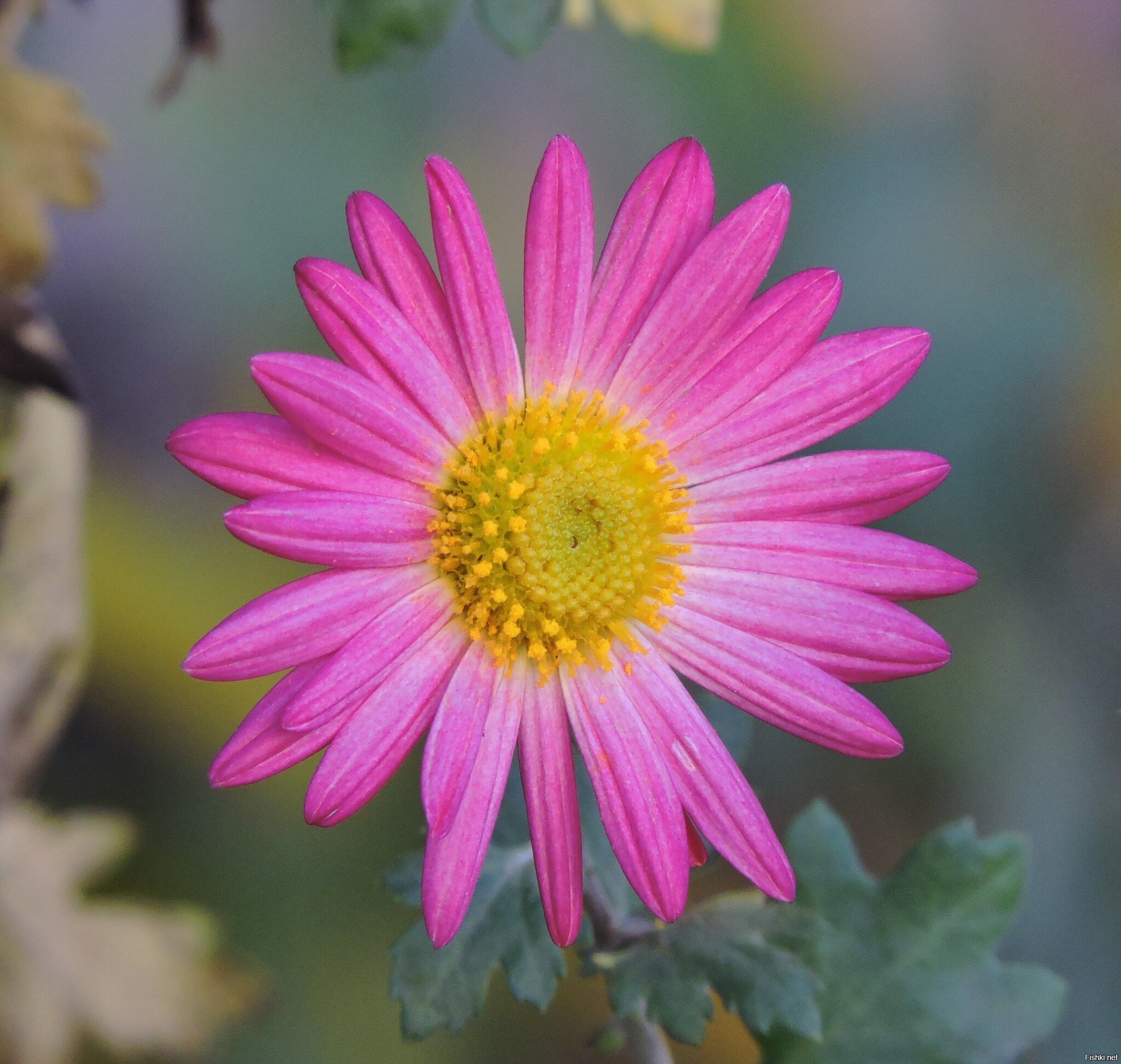 Накануне зимы