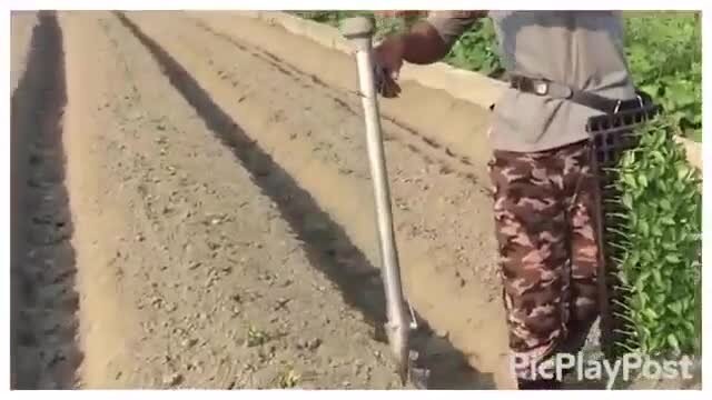 Вот так китайцы высаживают рассаду