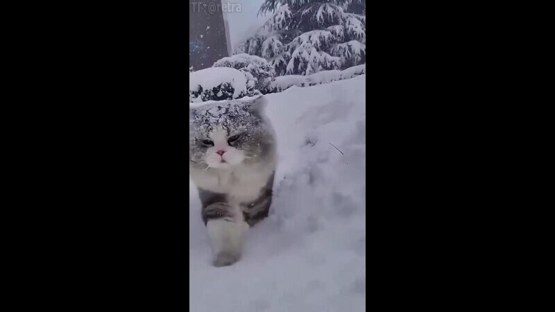 Котейки знакомятся со снегом