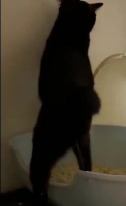 Когда насмотрелся на хозяина в туалете)))