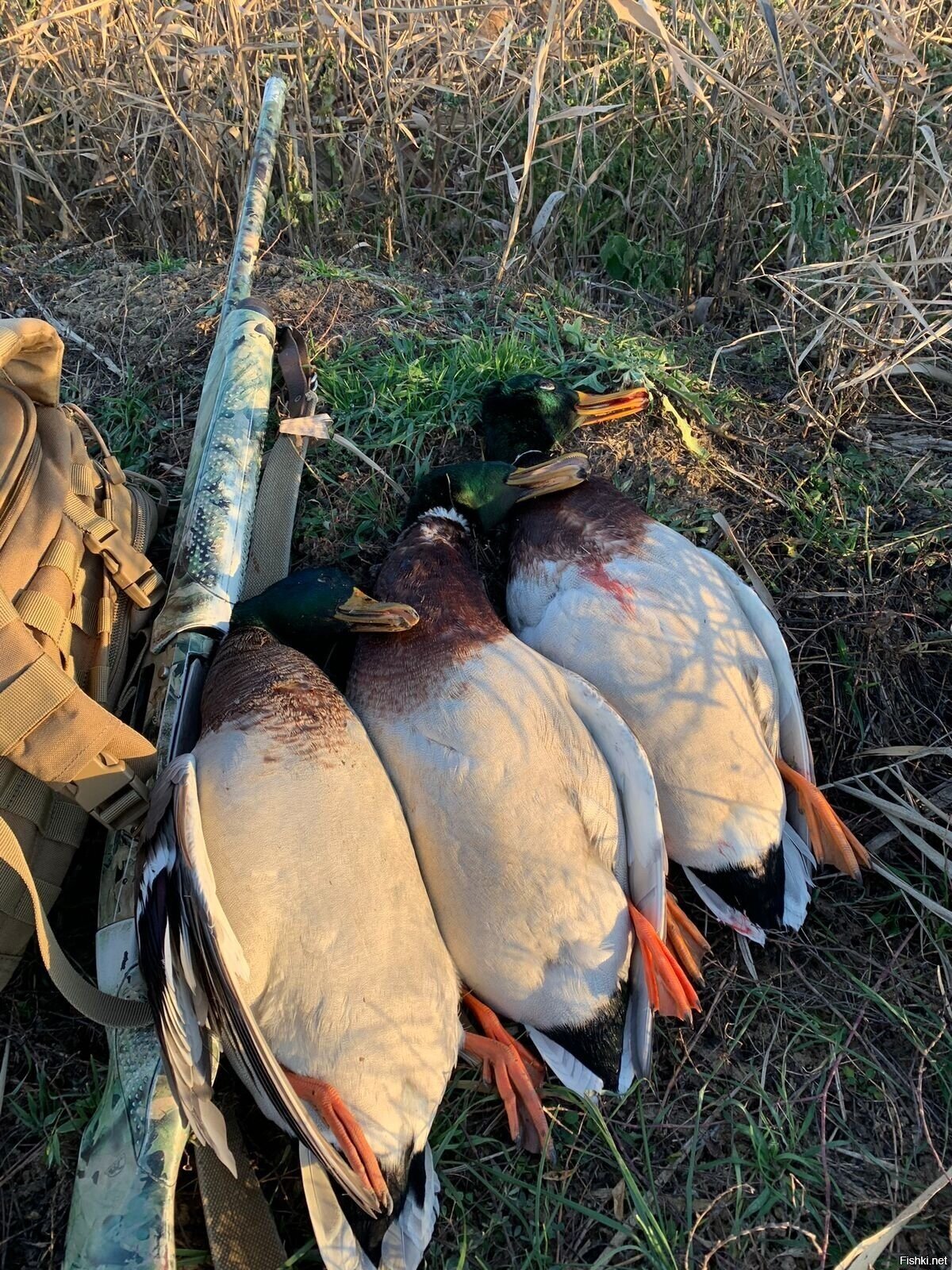 Такие красавцы вчера добылись мне
