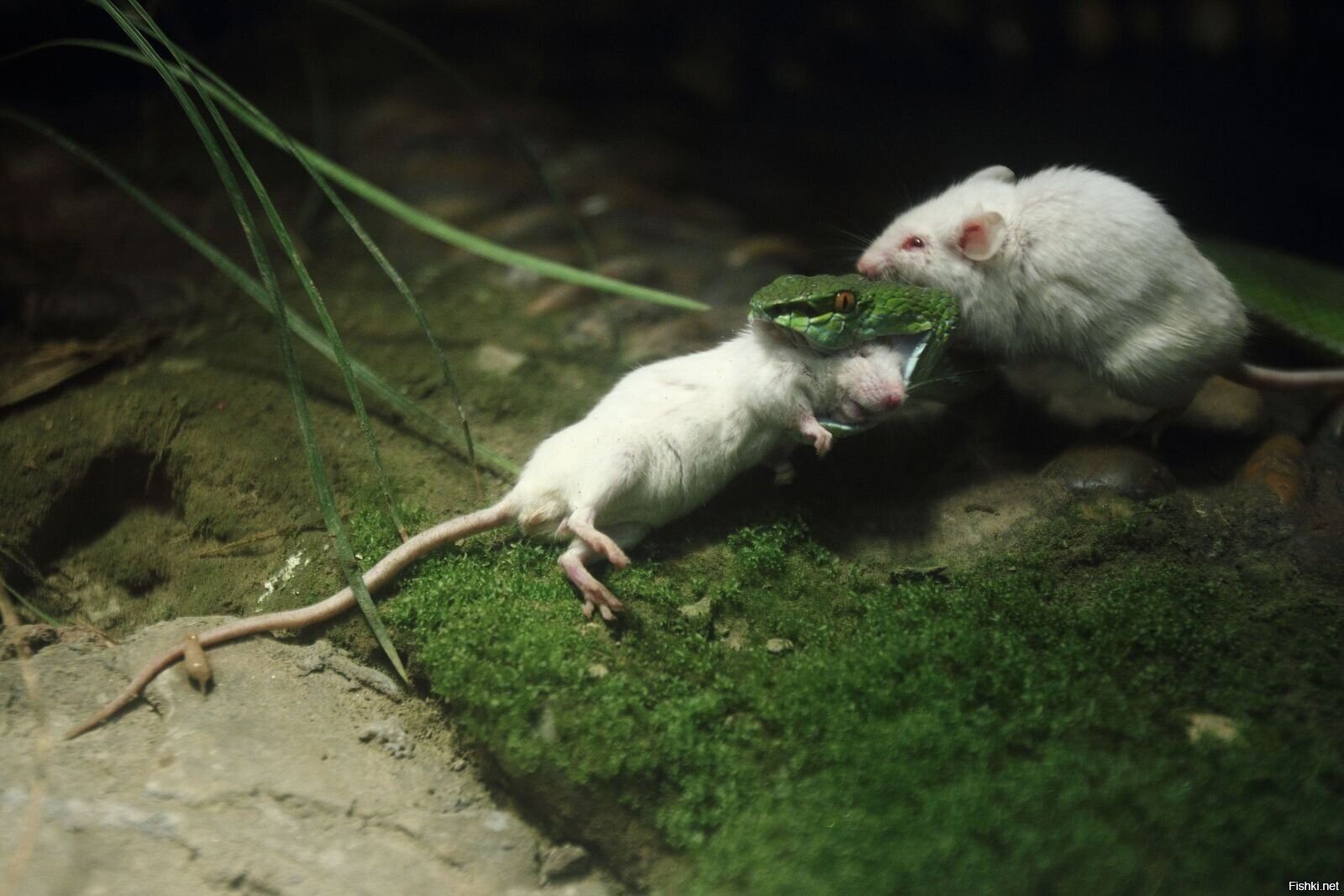 Эта трагичная история случилась в зоопарке Hangzhou, Китай