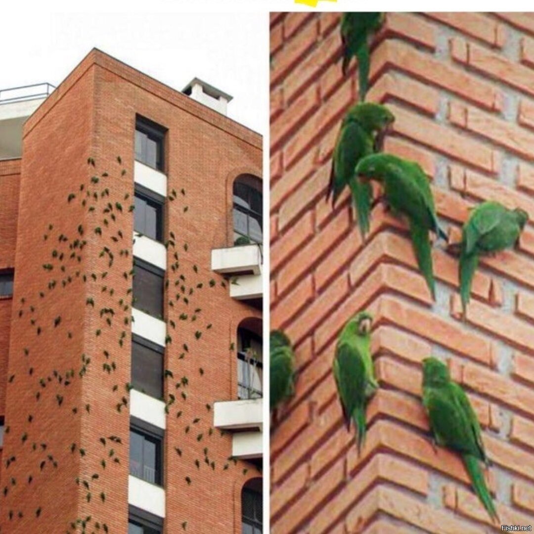 Эта постройка в Сан-Паулу привлекает попугаев