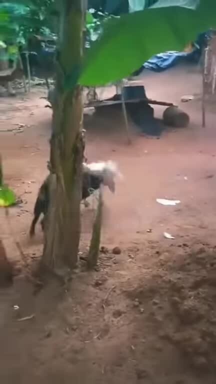 он не только свинье "не товарищ"