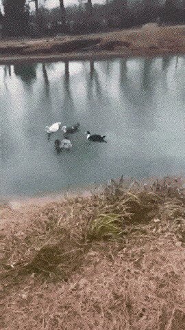 -а петушок-то, засланный