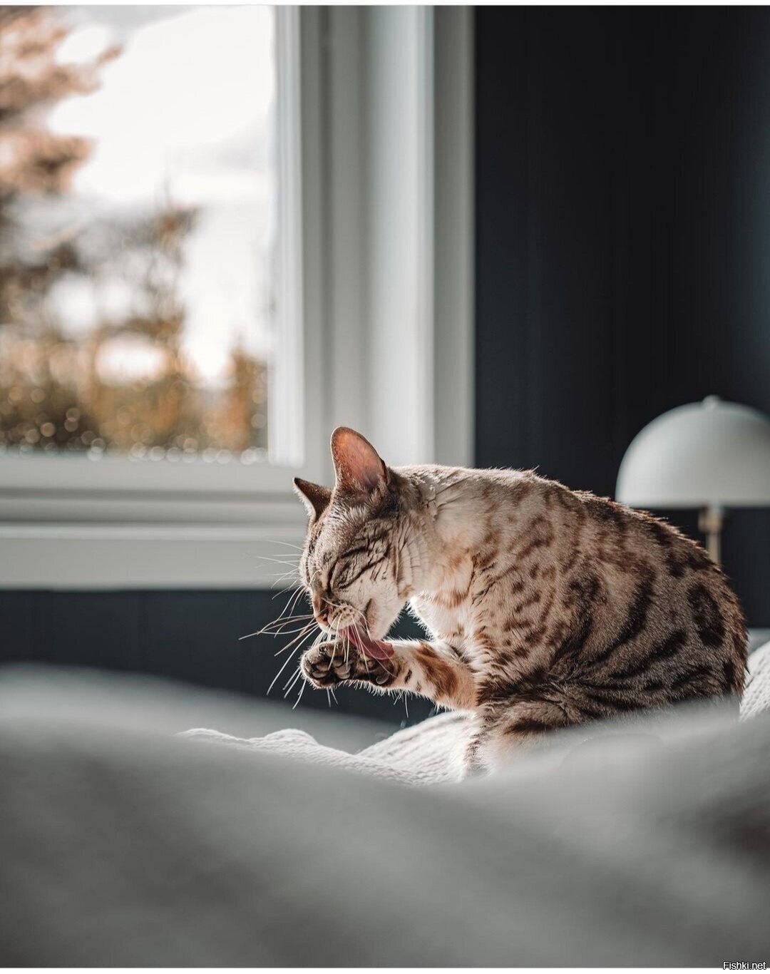 Доброе утро