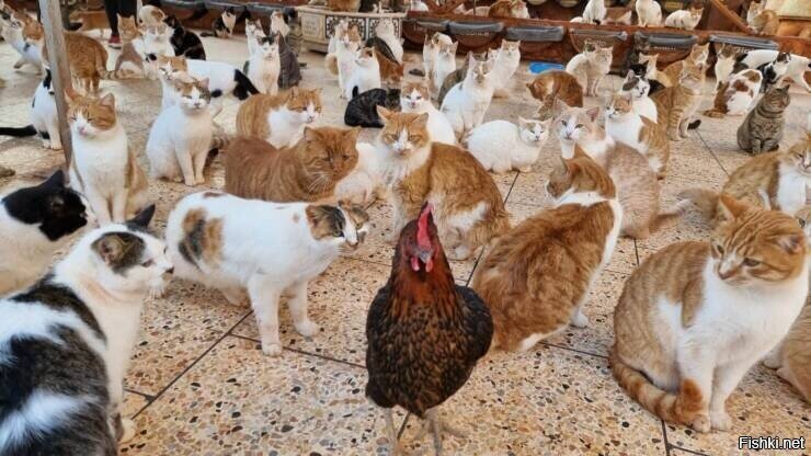 смелая, но глупая птица