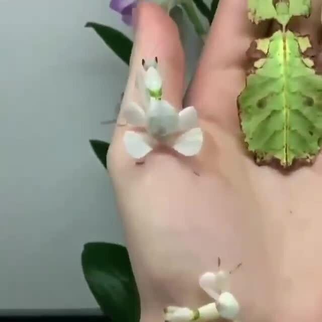 Удивительные насекомые, похожие на листья — листотелы, листовидки