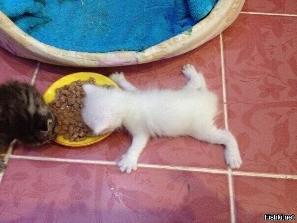 Прям звезда