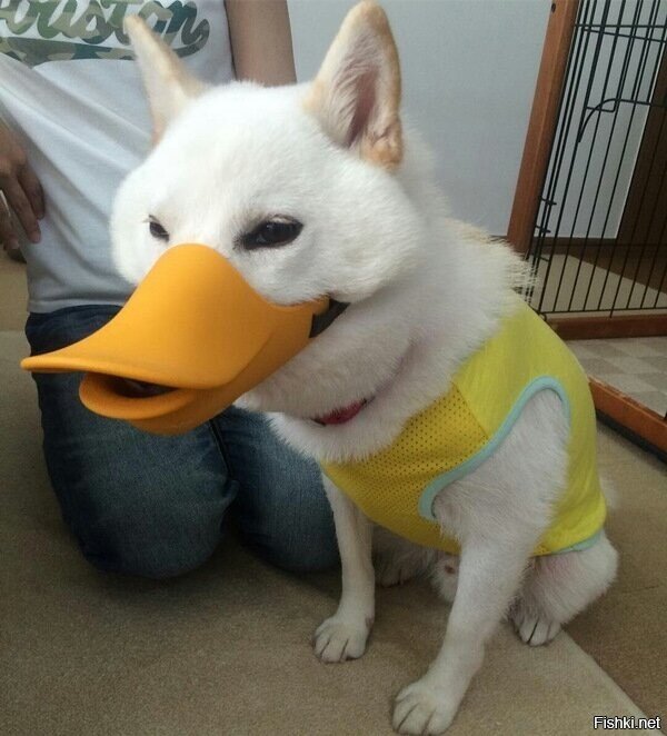 Когда хозяин идиот