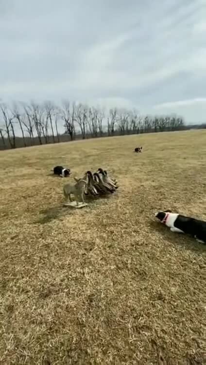 Показательное выступление