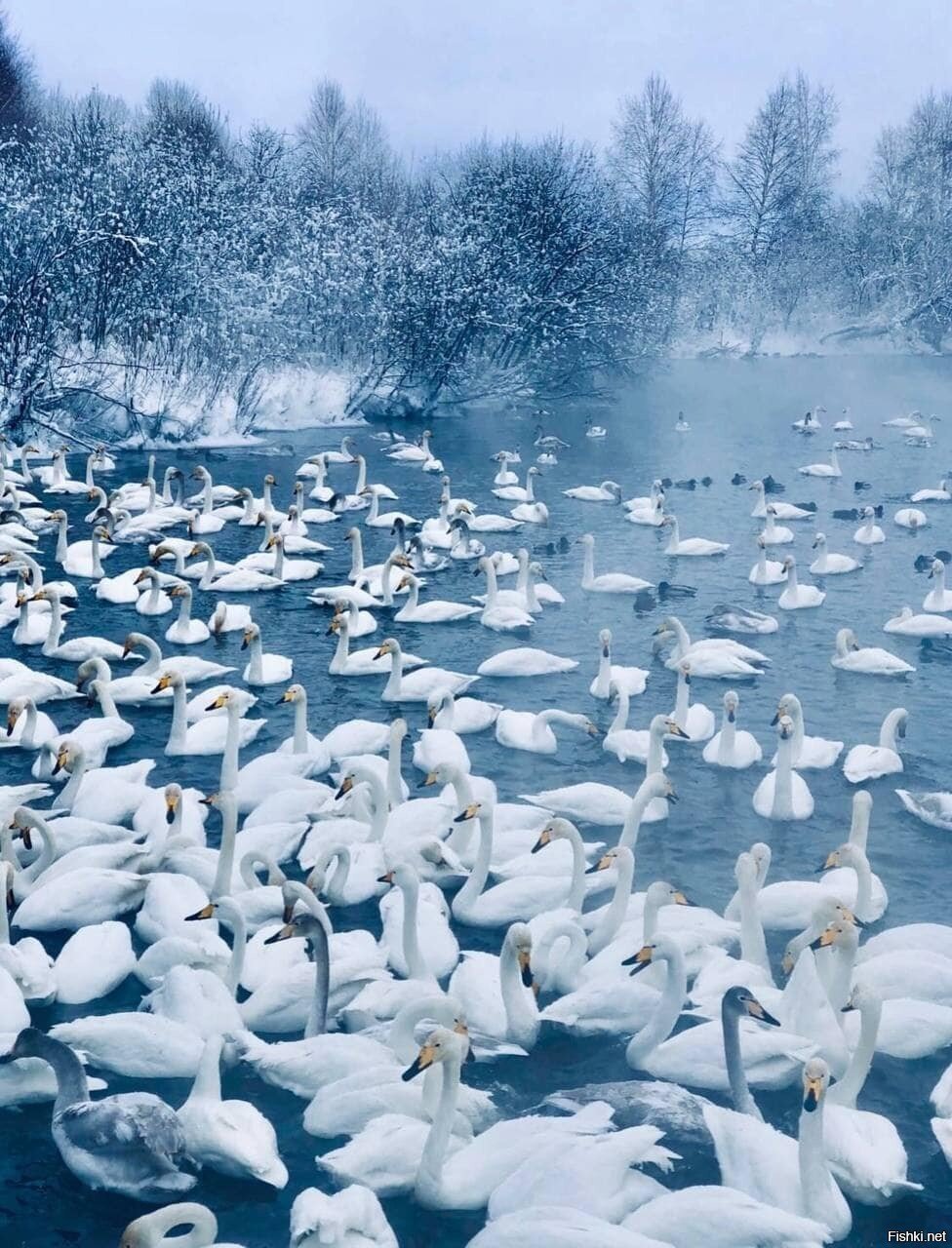 Лебединое озеро,   Алтайский край