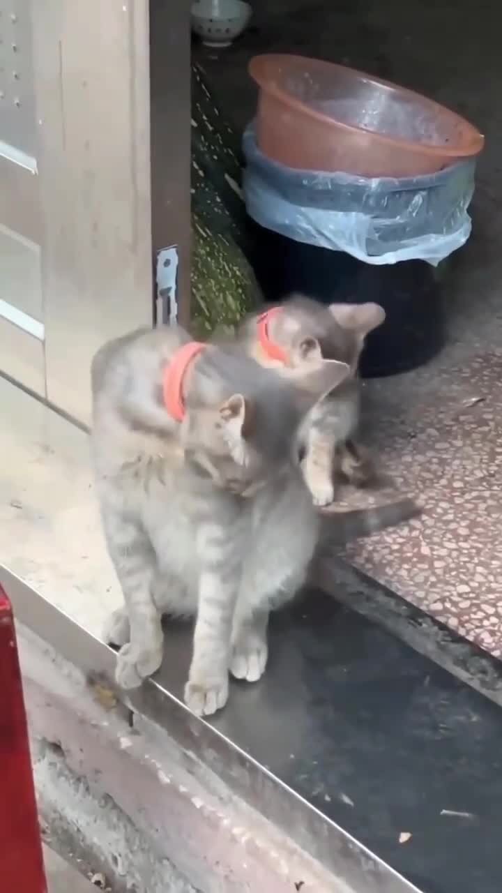 За мамой повторяет)