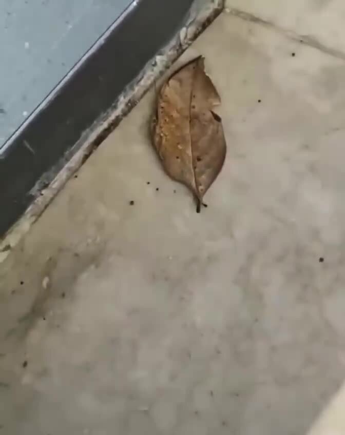 Царица камуфляжа: бабочка-листовидка