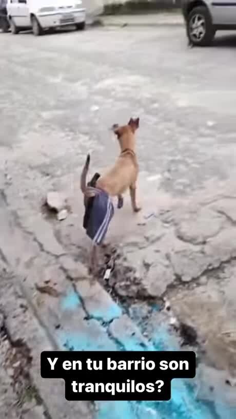 Средний бразилец