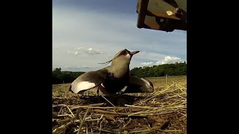 Чибис до последнего охраняет свое потомство от тракторного плуга