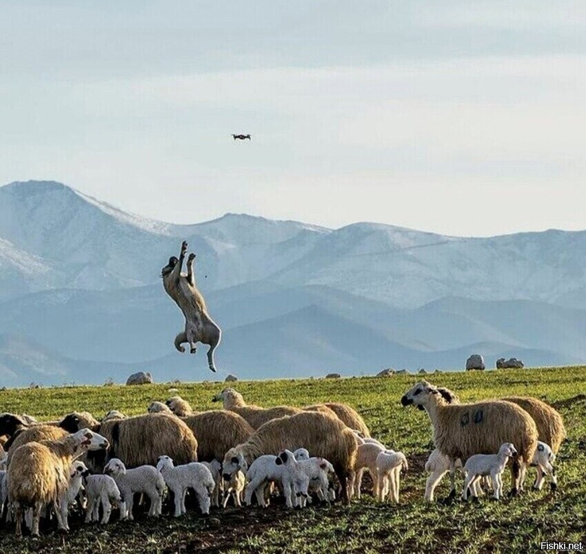 Собакен отгоняет дрон от стада
