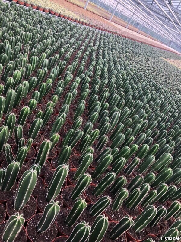 Чесслово, огурцы сажал